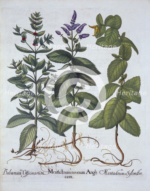 Horsemint and Spearmint, from 'Hortus Eystettensis', by Basil Besler (1561-1629), pub. 1613 (hand-co