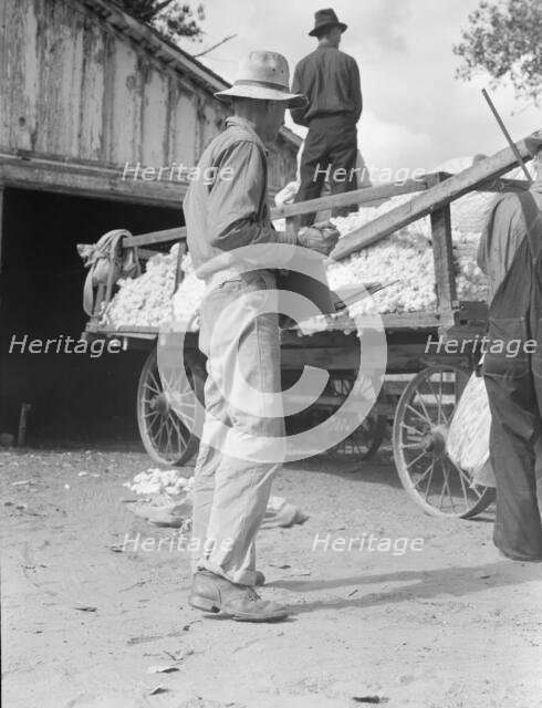 Small cotton farm, Kern County, California, 1938. Creator: Dorothea Lange.