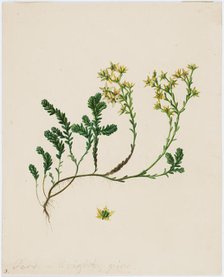 Stonecrop, 1840-1849. Creator: Ferdinand von Wright.