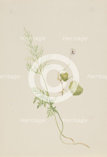 Viola palustris, ca. 1917-1918. Creator: Mary Vaux Walcott.
