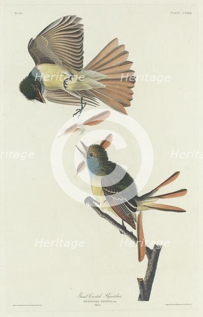 Great Crested Flycatcher, 1832. Creator: Robert Havell.