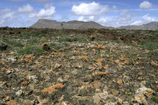 Volcanic landscape, Malpais Grande, Fuerteventura, Canary Islands.