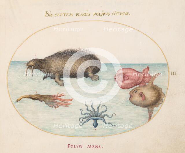 Animalia Aqvatilia et Cochiliata (Aqva): Plate III, c. 1575/1580. Creator: Joris Hoefnagel.