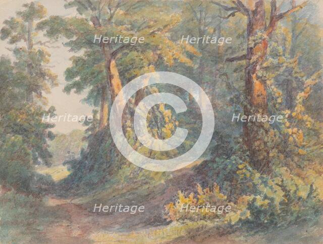 Forest motif, around 1900. Creator: Friedrich Carl von Scheidlin.