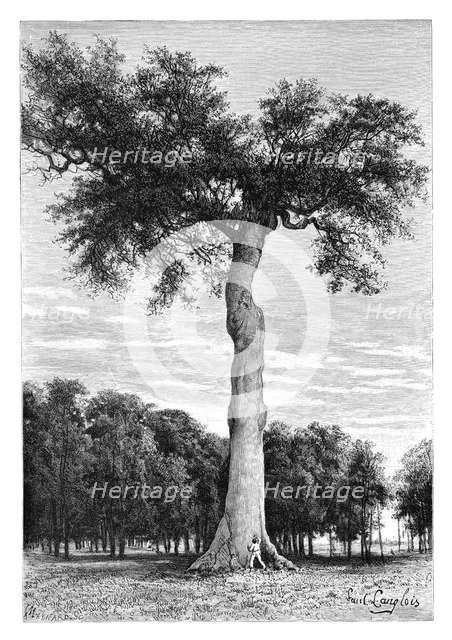 Ceiba tree, Central America, c1890.Artist: Maynard