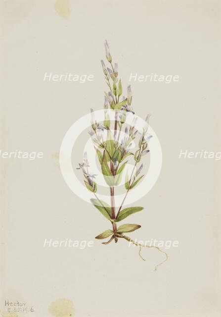 Ladder Gentian (Gentiana acuta), 1916. Creator: Mary Vaux Walcott.