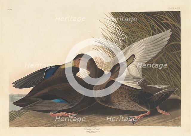 Dusky Duck, 1836. Creator: Robert Havell.