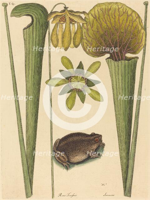 The Land Frog (Rana), published 1731-1743. Creator: Mark Catesby.