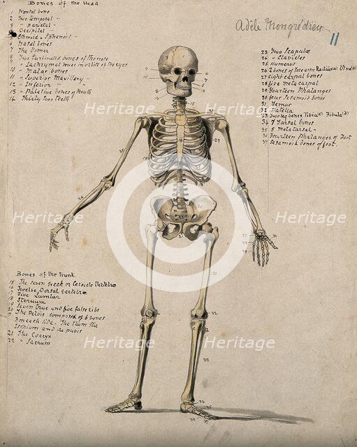 A skeleton, 1880. Creator: Adele Mongredien.