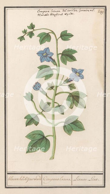 Bellflower (Campanula), 1596-1610. Creators: Anselmus de Boodt, Elias Verhulst.