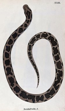 A snake, light brown in colour, with dark brown patches edged in black, 1795. Creator: Patrick Russell.