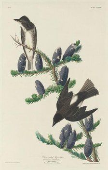 Olive-sided Flycatcher, 1833. Creator: Robert Havell.