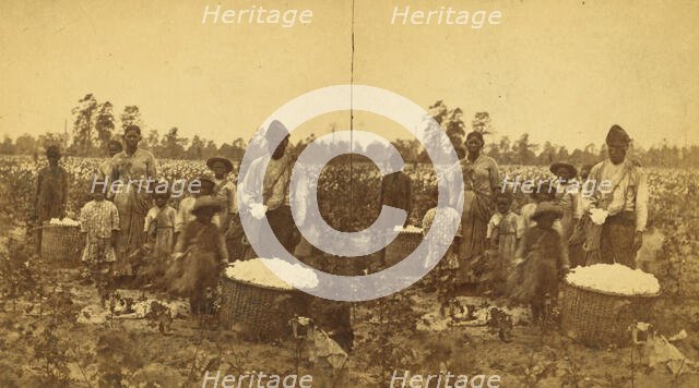 Picking cotton, (1868-1900?). Creator: O. Pierre Havens.