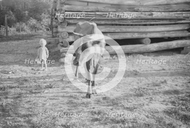 Squeakie Burroughs and cow near the barn, Hale County, Alabama, 1936. Creator: Walker Evans.