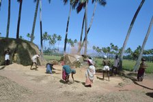 Threshing rice, near Madurai, Tamil Nadu, India.