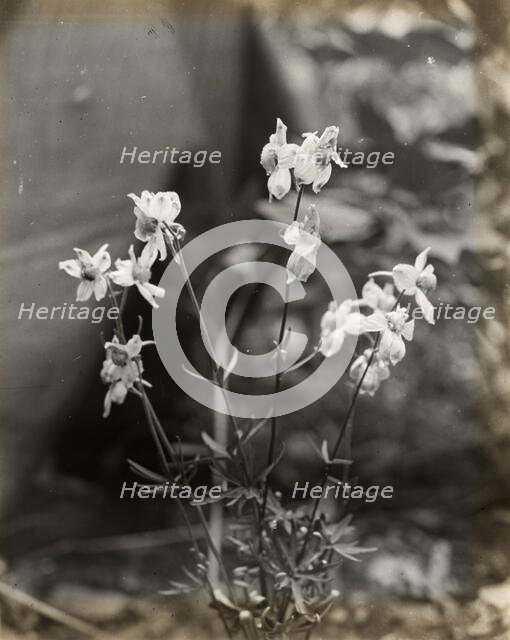 Larkspur (delphinium), between 1915 and 1935. Creator: Frances Benjamin Johnston.
