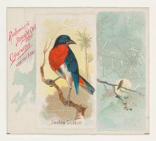 Swallow Dicaeum, from the Song Birds of the World series (N42) for Allen & Ginter Cigarett..., 1890. Creator: Allen & Ginter.