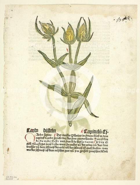 Thistle (recto) and Thistle buds (verso) from Gart Der Gesundheit (also called Hortus...1929. Creator: Erhard Reuwich.