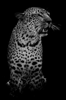 The Leopard. Creator: Viet Chu.