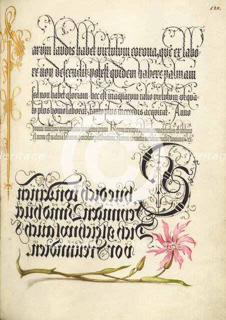 Cuckoo Flower; Mira calligraphiae monumenta, 1561-1562; illumination added 1591-1596. Creator: Joris Hoefnagel.