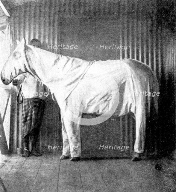 "Dressing" ponies for protection against the Tsetse Fly, 1898. Creator: Thomas Pelham Johnson.