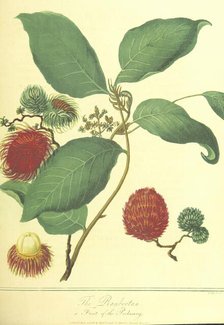 The Rambootan, a Fruit of the Poolasang, 1806.  Creator: Thomas Medland.