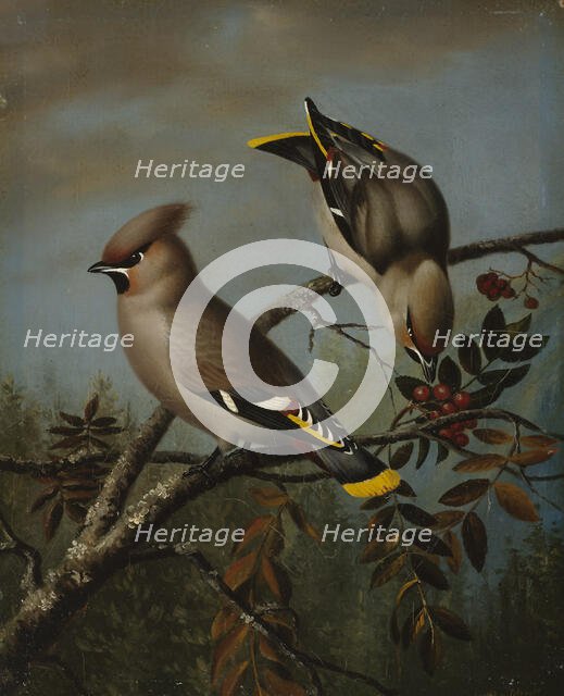 Tilhia in rowan, 1839. Creator: Magnus von Wright.