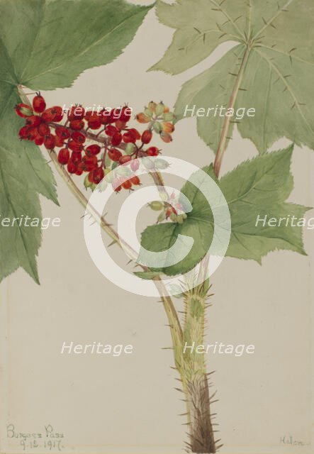 Devilsclub (Echinopanax horridum), 1917. Creator: Mary Vaux Walcott.