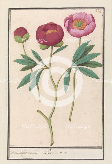 Peony (Paeonia), 1596-1610. Creators: Anselmus de Boodt, Elias Verhulst.