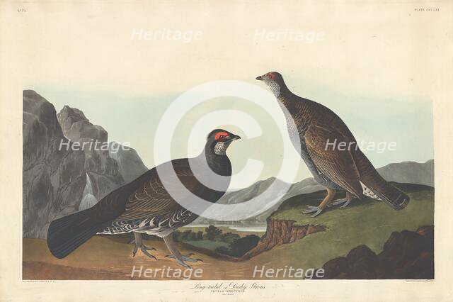 Long-tailed or Dusky Grous, 1837. Creator: Robert Havell.
