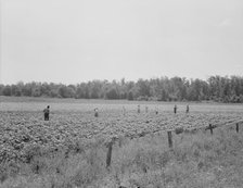 Colored field hands hoe cotton from 7 amto 6 pmfor sixty cents a day, Near Menifee, Arkansas, 1938. Creator: Dorothea Lange.