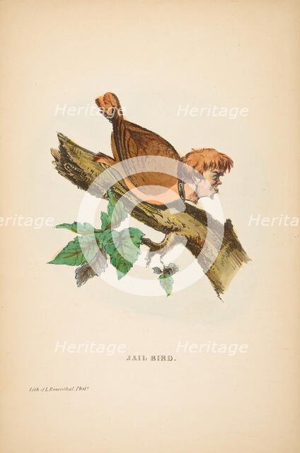 Jail Bird, from The Comic Natural History of the Human Race, 1851. Creators: Henry Louis Stephens, L. Rosenthal.