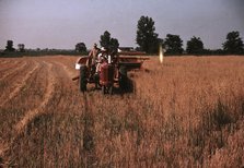 Harvesting oats, southeastern Georgia?, ca. 1940. Creator: Marion Post Wolcott.