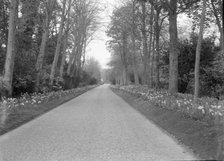 Tree-lined drive, c1935. Creator: Kirk & Sons of Cowes.