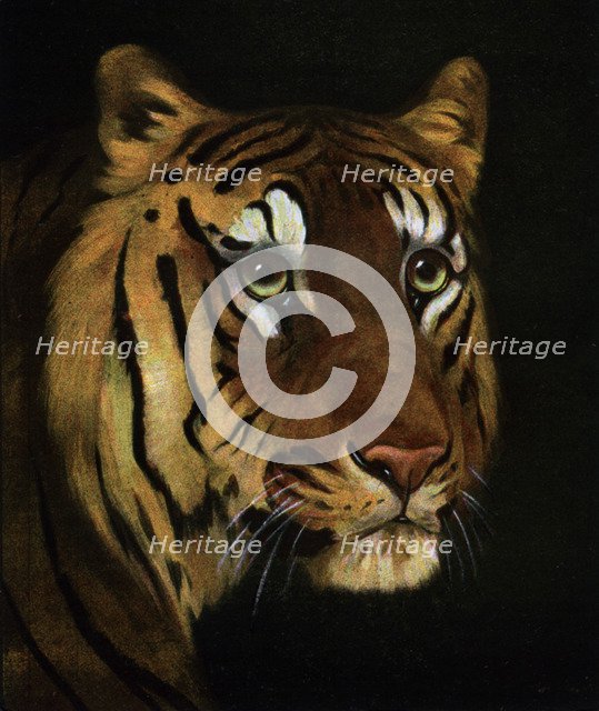 Tiger study, 1908-1909. Artist: Unknown