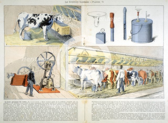 Milking parlour equipped with Thistle suction and pulsation milking machine, 1899. Artist: Unknown