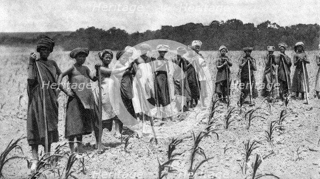 Women hoeing a field of maize, South Africa, c1923. Artist: Unknown