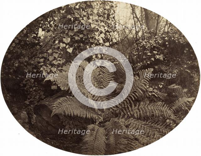 Winter Fronds of the Prickly Fern, c. 1862. Creator: Geoffrey Bevington.