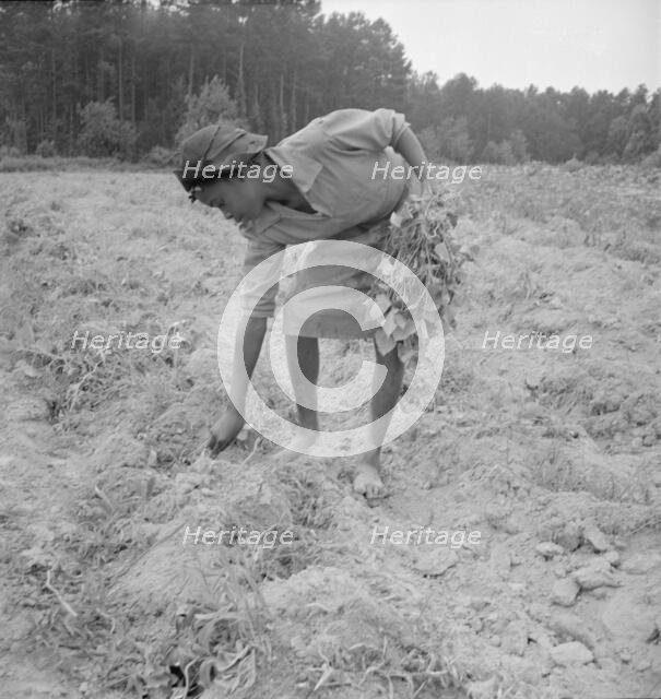 Thirteen year old daughter of Negro sharecropper planting..., Olive Hill, North Carolina, 1939. Creator: Dorothea Lange.