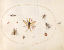 Plate 62: Ten Insects, c. 1575/1580. Creator: Joris Hoefnagel.