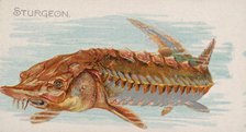 Sturgeon, from the Fish from American Waters series (N8) for Allen & Ginter Cigarettes Bra..., 1889. Creator: Allen & Ginter.