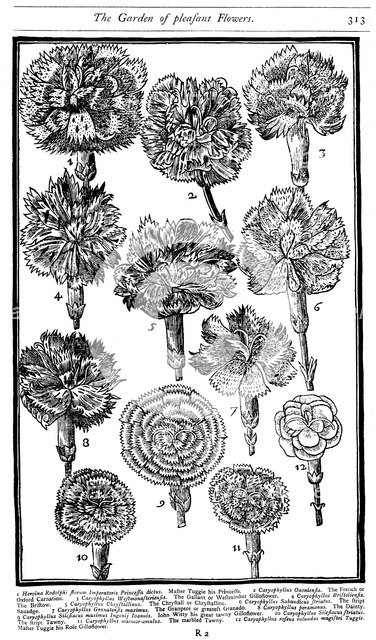 Dianthus (Carnations and Pinks), 1629. Artist: Unknown