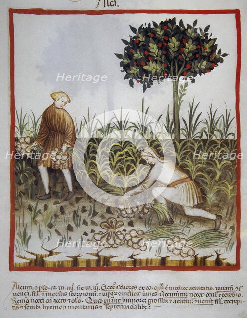 Garlic, 14th century.  Creator: Unknown.