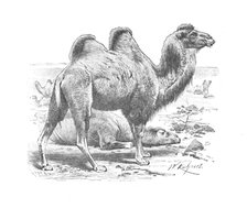 'Bactrian Camel', c1900. Artist: Helena J. Maguire.