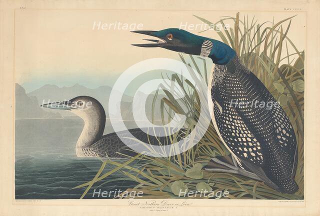 Great Northern Diver or Loon, 1836. Creator: Robert Havell.