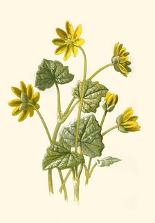 'Lesser Celandine', 1877. Creator: Frederick Edward Hulme.