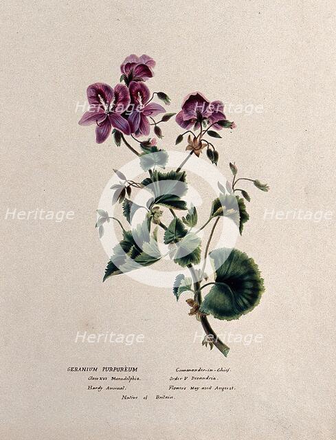 A geranium (Geranium purpureum): flowering stem, c1850. Creator: Unknown.