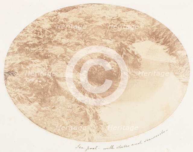 Sea Pool with Shells and Seaweeds, 1853-56. Creator: John Dillwyn Llewelyn.