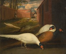 Pheasants in a pen, 1749-1848. Creator: Unknown.
