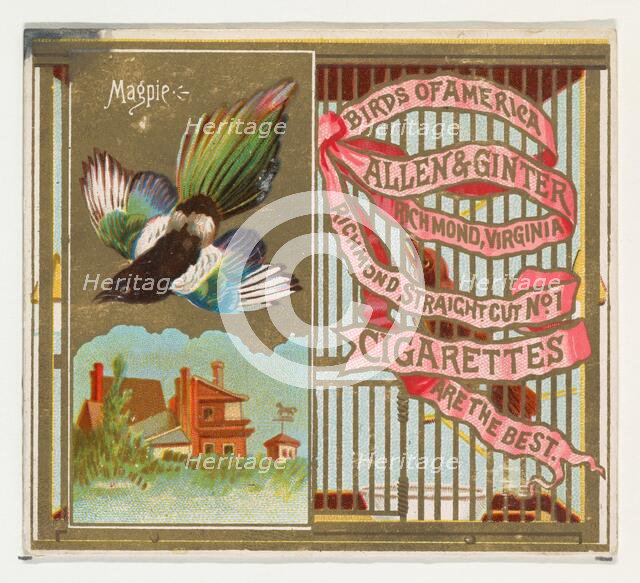 Magpie, from the Birds of America series (N37) for Allen & Ginter Cigarettes, 1888. Creator: Allen & Ginter.